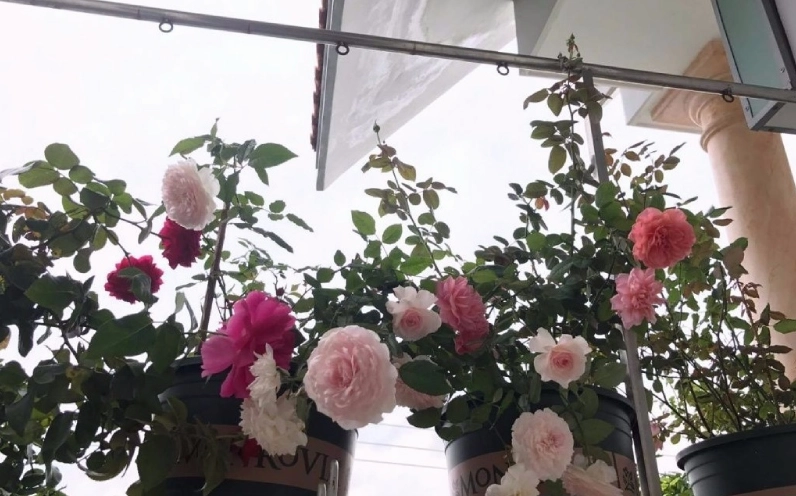 Giàn cây hồng leo mang ý nghĩa phong thủy tốt lành với sắc hoa tươi sáng bên không gian sống