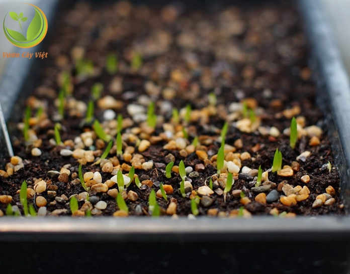 Gieo hạt giống sen đá sedum trong khay ươm nhỏ để bắt đầu hành trình nhân giống cây mọng nước