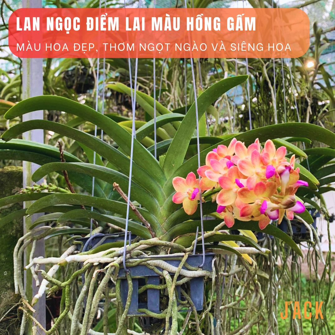 Giò Hoa Lan Ngọc Điểm hồng gấm treo cao với chùm hoa rủ đẹp mắt trong không gian vườn thoáng sáng