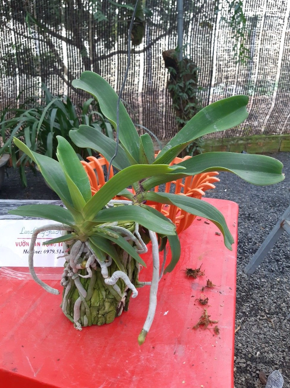 Giò hoa lan ngọc điểm rừng khoe bông dày và lá xanh khỏe trong ánh sáng ngoài trời