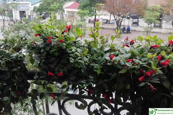 Giò Hoa son môi treo ban công với thân lá rủ dài và nhiều bông đỏ thắm nổi bật