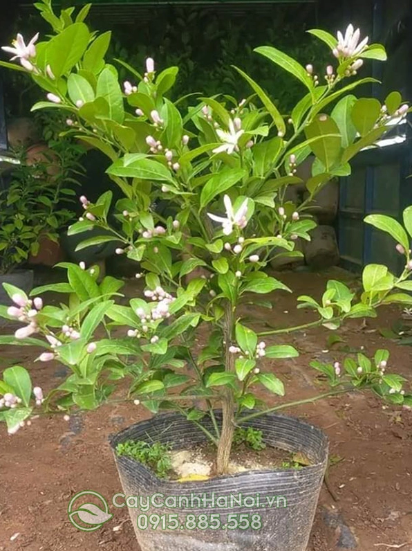 Giống cây chanh tứ mùa với thân khỏe và bộ lá non phát triển đồng đều