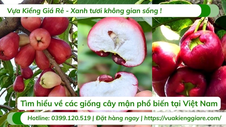 Giống Cây Mận non với lá xanh khỏe thích hợp trồng làm cây ăn trái