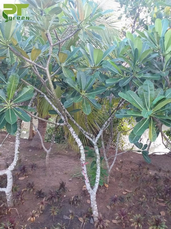 Giống Cây Sứ Đại khỏe mạnh với khả năng thích nghi tốt trong môi trường nắng