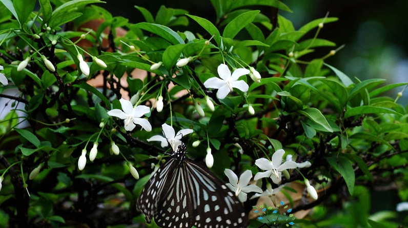 Giống mai chiếu thủy lá nhỏ với tán lá li ti xanh mướt, tạo cảm giác thanh thoát và tinh tế
