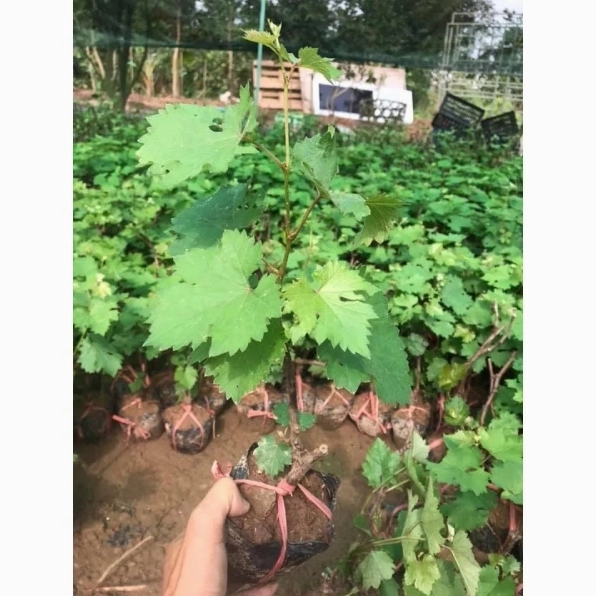 Giống nho không hạt cho trái nhanh với chất lượng quả ngon ngọt và dáng cây phù hợp vườn nhà