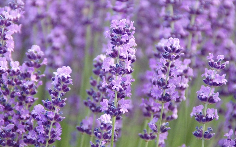 Giống spike Lavender nổi bật với cụm hoa vươn thẳng và màu tím đậm hơn trên nền lá xanh bạc