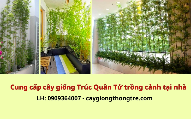Giống tre trúc cảnh có dáng mềm và màu lá xanh phù hợp làm cảnh quan gia đình