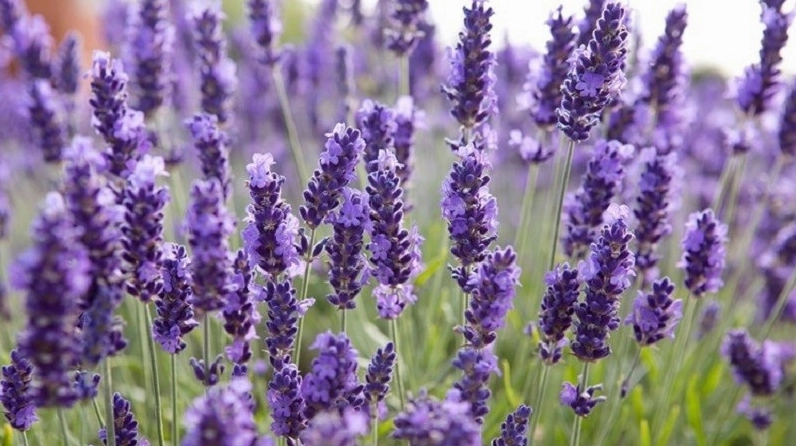 Giống true Lavender với bông hoa thon nhỏ màu tím dịu và dáng mọc thanh mảnh