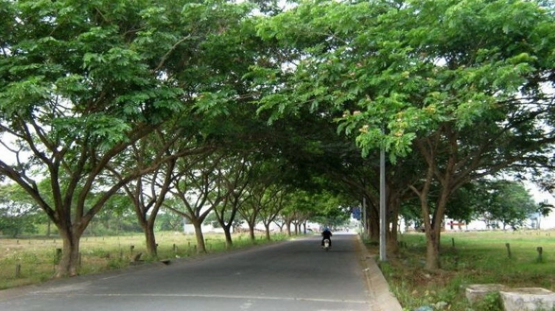 Gỗ Me Tây trong góc nhìn so sánh giá trị sử dụng và thẩm mỹ với các loại gỗ phổ biến