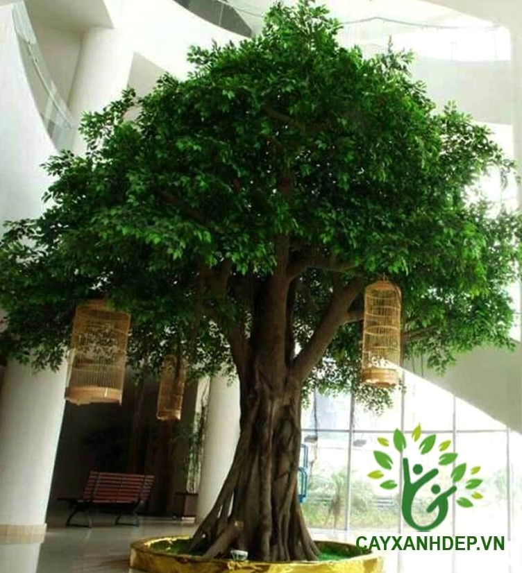 Góc ảnh Cây Gừa nổi bật với thân cây chắc khỏe và sắc lá xanh sâu trong khung cảnh sân vườn