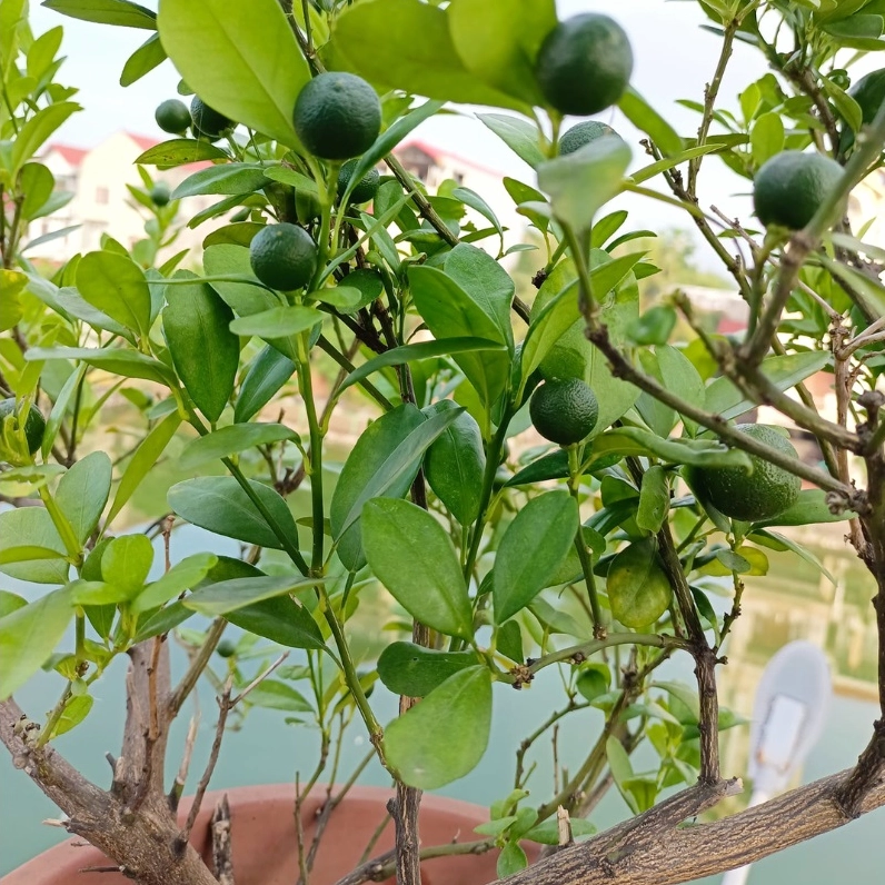 Góc ảnh cây xanh được dùng để gợi cảm hứng phối Xương Rồng Sao Biển trong khu vườn nhỏ
