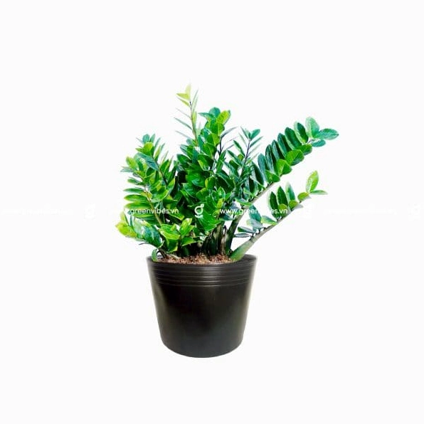 Góc cận cảnh Cây Kim Phát Tài với cụm lá xanh đậm mọc đều và thân chắc khỏe