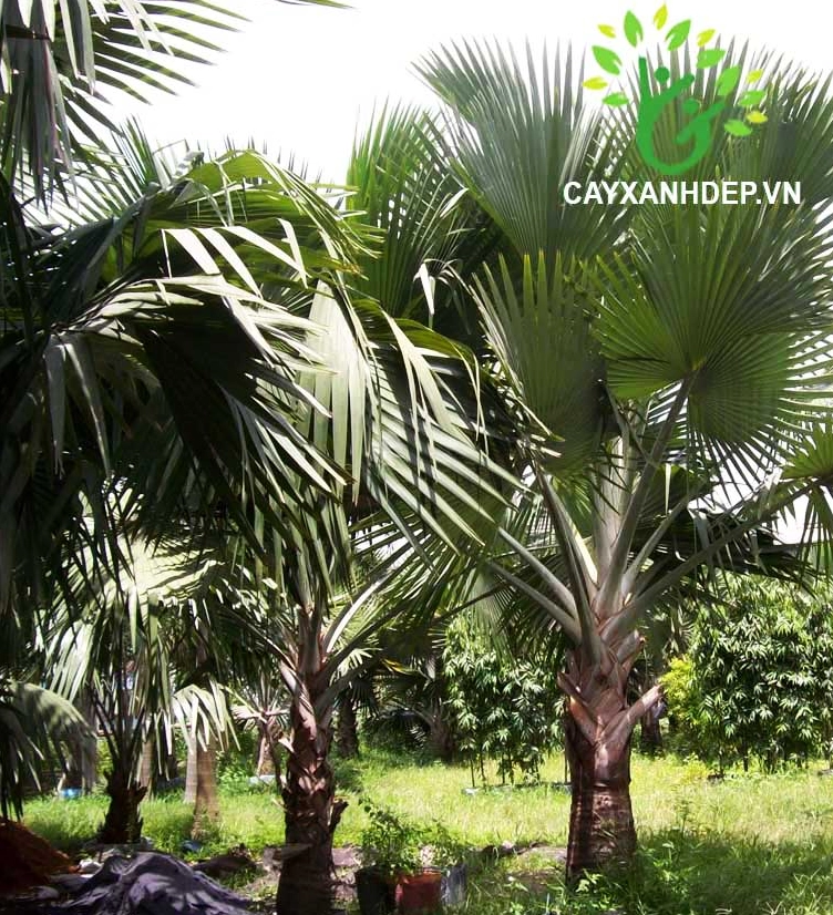Góc chụp cận cảnh Cây Kè Xanh Mỹ cho thấy cấu trúc lá bản lớn xòe đều và đẹp mắt