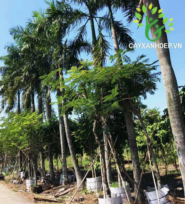 Góc chụp Cây Cau Vua ngoài sân với màu xanh lá nổi bật trên thân cây khỏe khoắn