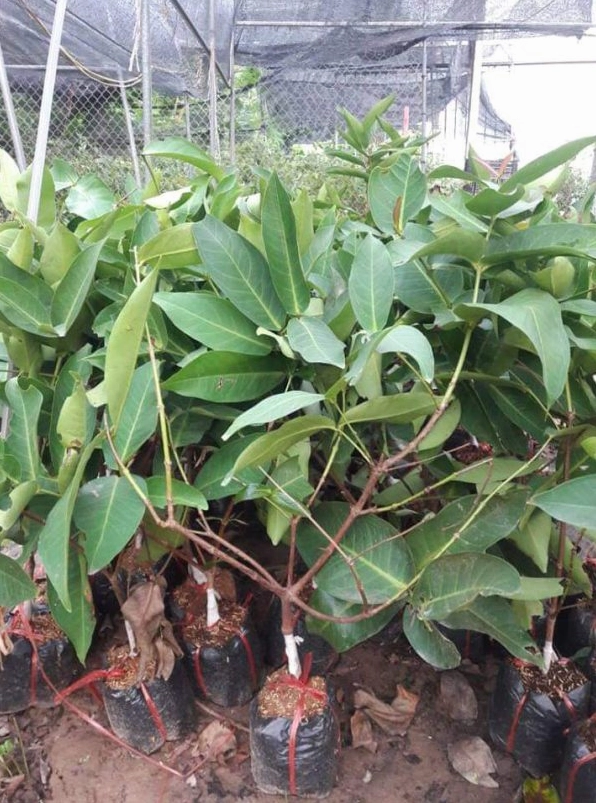 Góc chụp dọc của Cây Roi với quả chín đỏ nổi bật trên cành