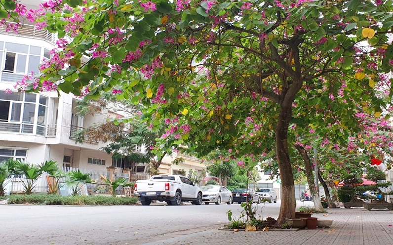 Góc đường với hàng cây hoa ban đỏ nên thơ tạo nên khung cảnh lãng mạn