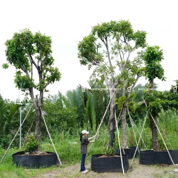 Góc nhìn khác của Cây Lộc Vừng lớn 4 mét với tán lá xanh đậm và thân cây vững vàng
