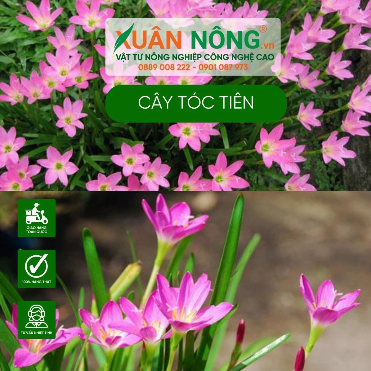 Gợi ý chăm sóc Hoa tóc tiên với chế độ tưới vừa phải, đủ nắng và dinh dưỡng nhẹ nhàng