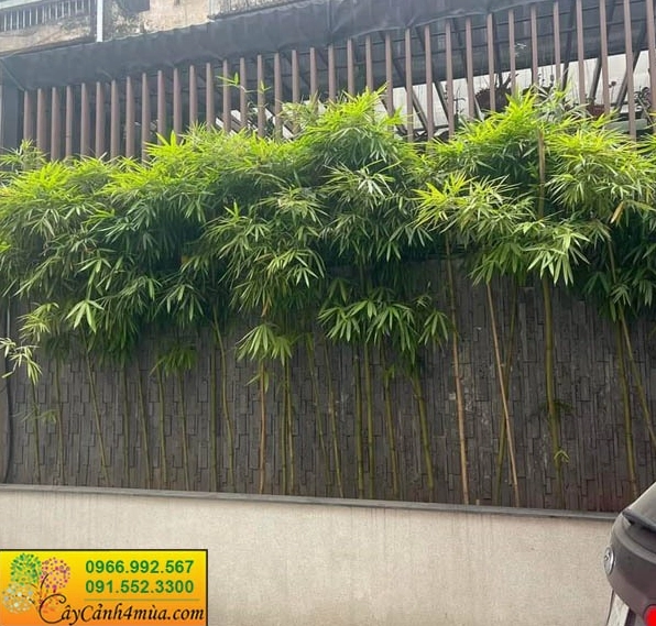 Gợi ý kiểu trồng hàng rào xanh bền khỏe phù hợp khi phối cùng Cây Hồng Phúc