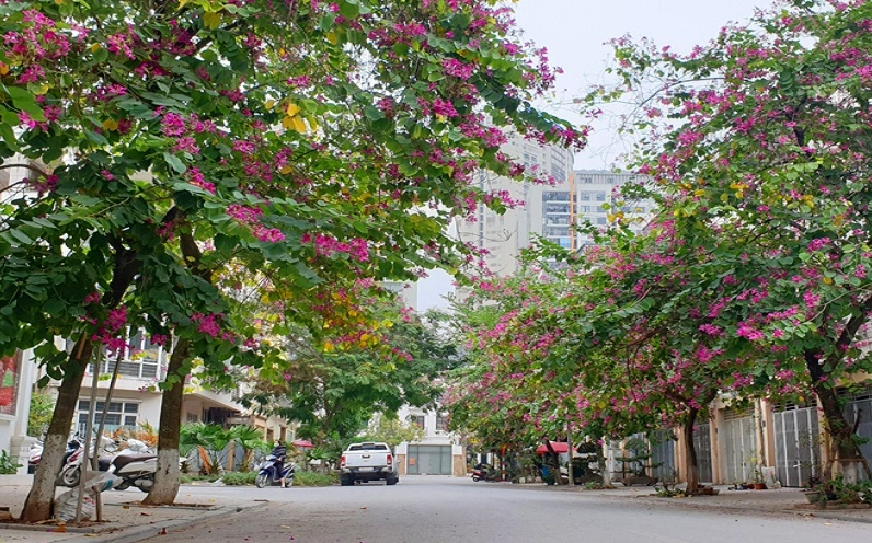 Hai bên đường hoa ban đỏ nở rộ tạo vẻ đẹp lãng mạn cho con phố