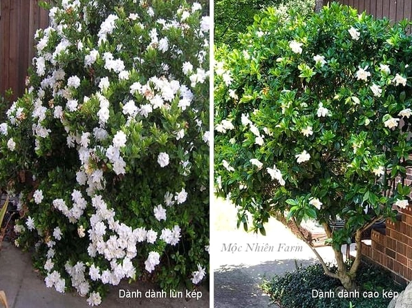 Hai cây Dành Dành Bạch Thiên Hương có chiều cao khác nhau đứng cạnh nhau trong vườn