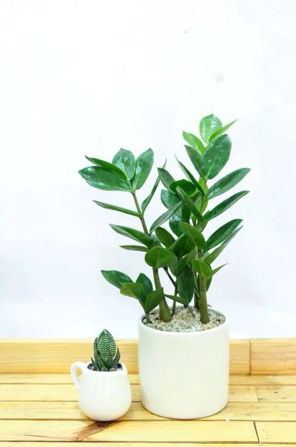 Hai chậu cây cảnh nhỏ trên bàn gỗ gồm một cây xanh trong chậu trắng và một cây xương rồng nhỏ