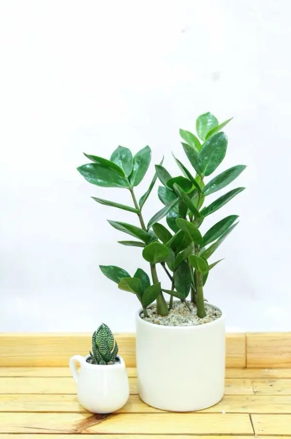 Hai chậu cây cảnh nhỏ trên bàn gỗ với chậu trắng và chậu hình cốc tạo bố cục xanh xinh xắn