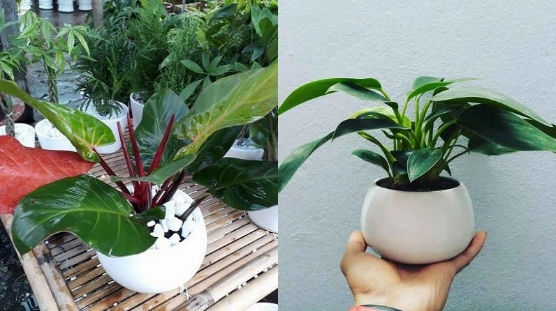 Hai chậu đế vương đỏ và cây đại đế vương xanh đặt cạnh nhau làm nổi bật sự khác biệt màu lá