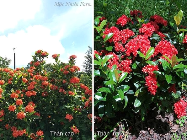 Hai dáng Hoa Bông Trang thân cao và thân thấp được đặt cạnh nhau để thấy rõ khác biệt