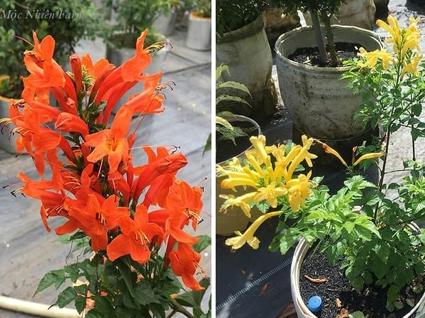 Hai màu sắc của hoa Rạng đông thể hiện vẻ đẹp đa dạng trên cùng loài cây