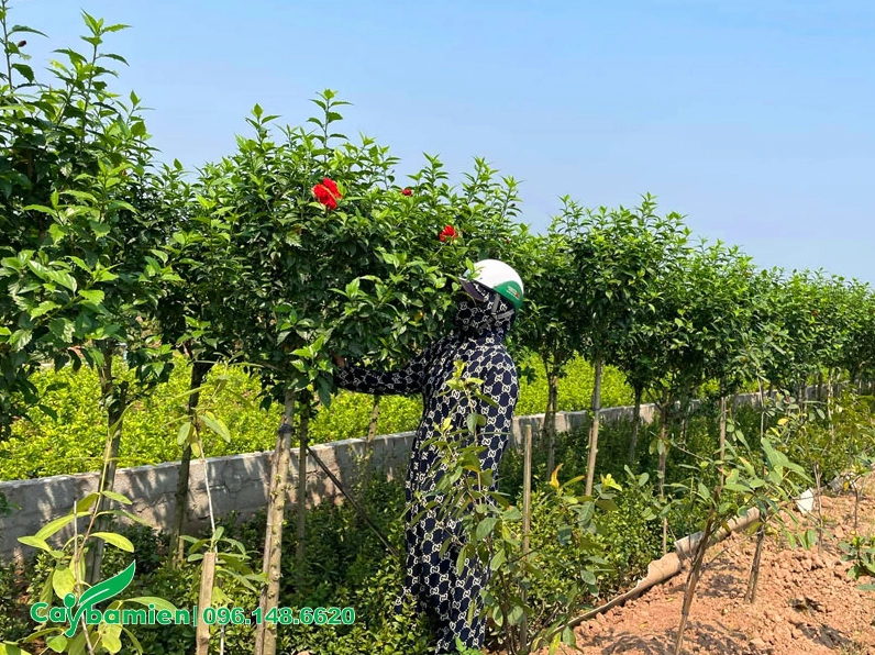 Hàng cây Dâm Bụt xanh tốt dưới ánh nắng vàng chói chang tạo khung cảnh tràn đầy năng lượng