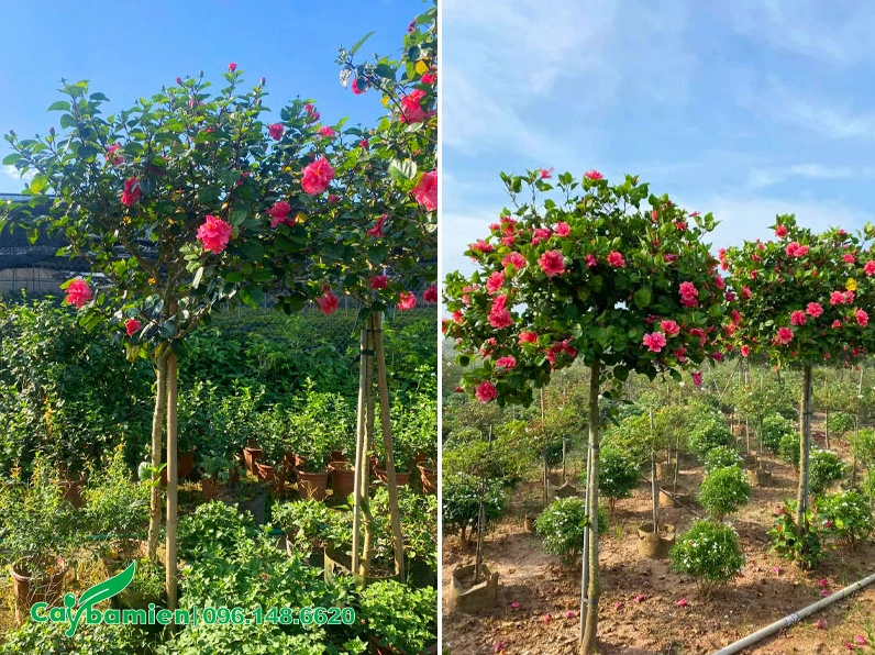 Hàng cây hoa Dâm Bụt thân mộc cao gần 2 mét xếp thẳng tắp trong vườn ươm xanh mướt