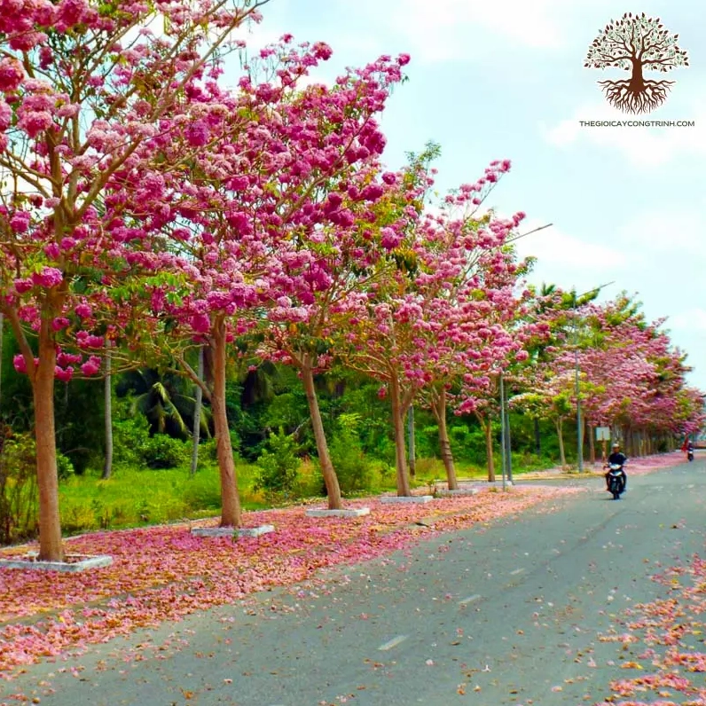 Hàng cây hoa kèn hồng nở rộ với sắc hồng dịu dưới bầu trời sáng trong