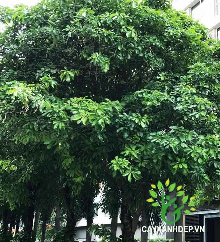 Hàng cây Lộc Vừng trồng thẳng tắp tạo cảnh quan xanh mát và nhịp điệu đẹp mắt