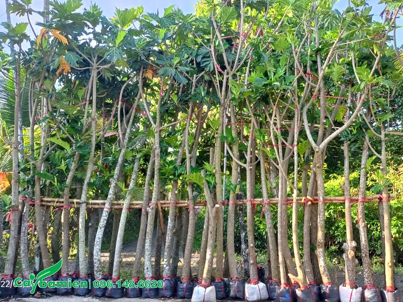 Hàng cây Sake cao hơn 3 m đã được dâm ủ kỹ trước khi trồng