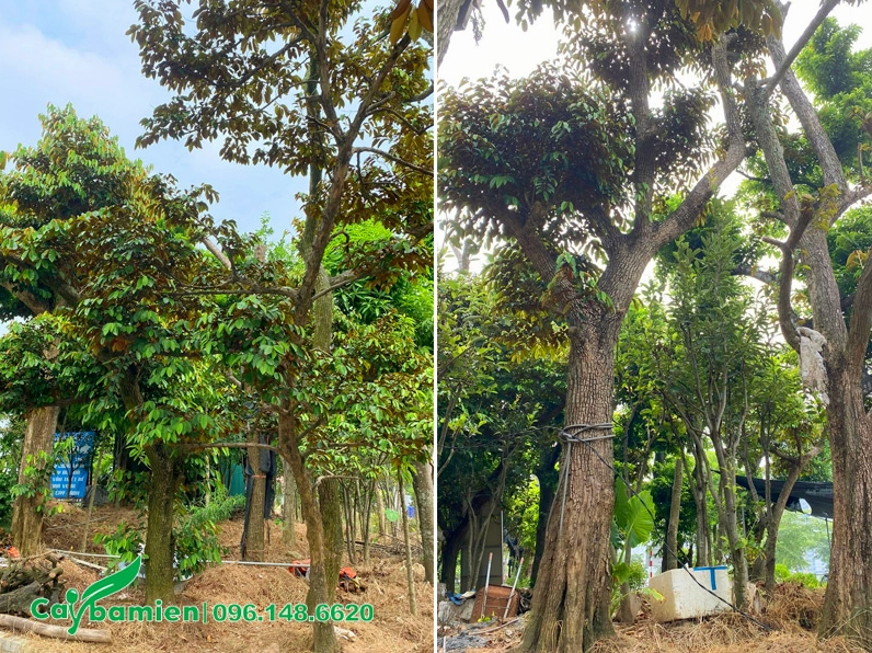 Hàng cây Vú Sữa đang dưỡng ủ đẹp mắt với chiều cao khoảng 5 đến 6m, tán lá cân xứng