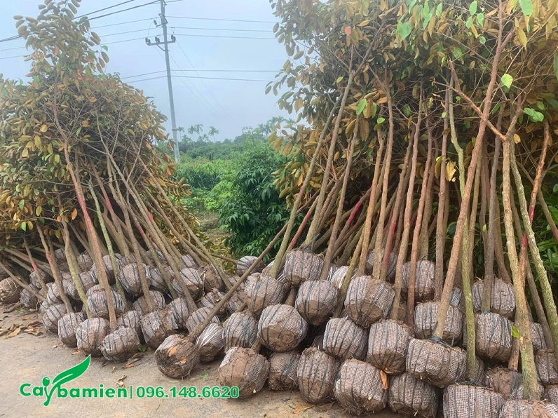 Hàng chục cây vú sữa giống đường kính gốc 3cm còn trẻ, thân thẳng và lá xanh mát