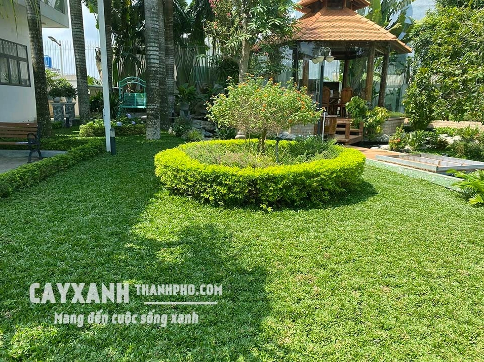 Hàng rào cây xanh được trồng dày tạo đường viền tự nhiên cho khuôn viên sân vườn