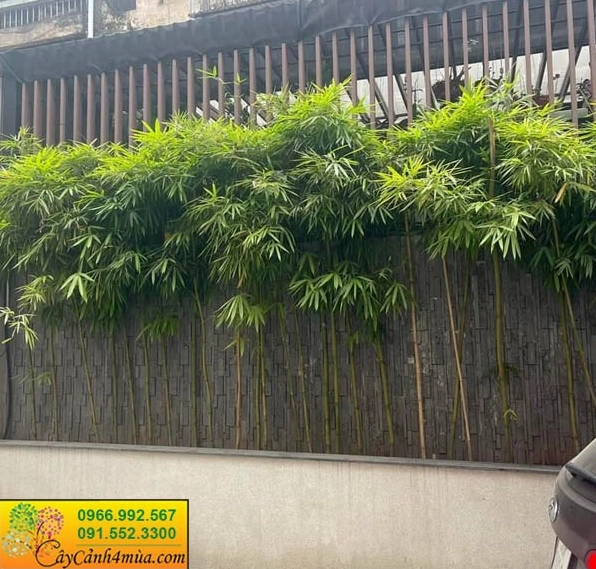 Hàng rào cây xanh khỏe làm nền cảnh cho khu vườn có thể trồng Hoa Thanh Anh phía trước