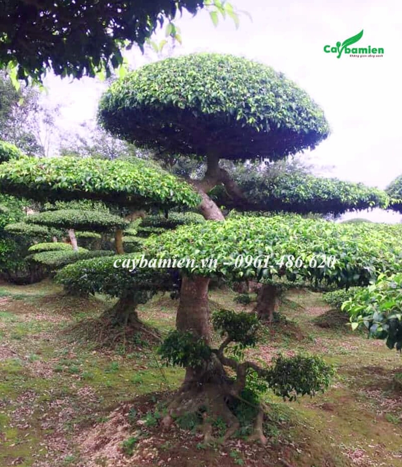 Hàng trăm Cây Sanh Nam Điền cổ thị dáng bonsai xếp đều trong vườn rộng đầy ấn tượng
