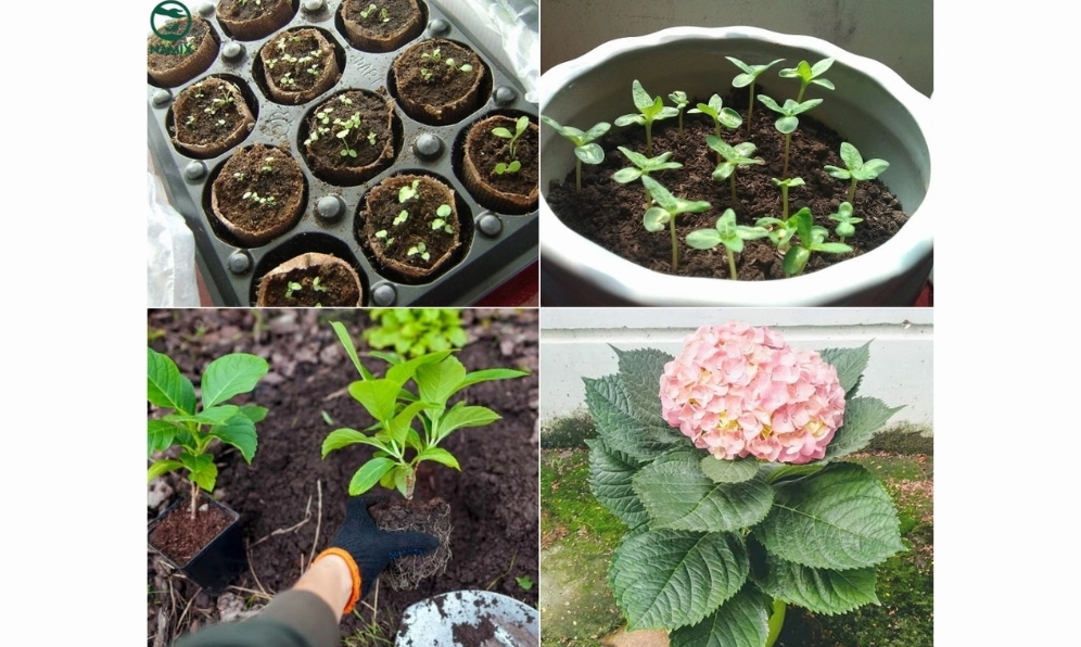 Hạt giống cẩm tú cầu được chuẩn bị để gieo trồng trong khay đất tơi xốp