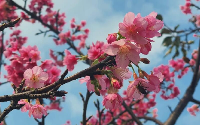 Hạt giống Hoa Anh Đào được xử lý ngâm nước trước khi gieo trồng để hỗ trợ nảy mầm tốt hơn
