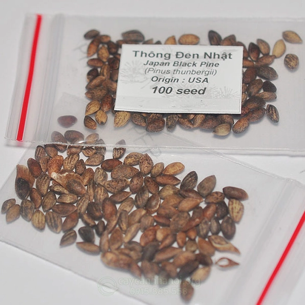 Hạt giống thông đen Nhật Bản gợi mở hành trình ươm trồng một loài cây cảnh đầy bản lĩnh
