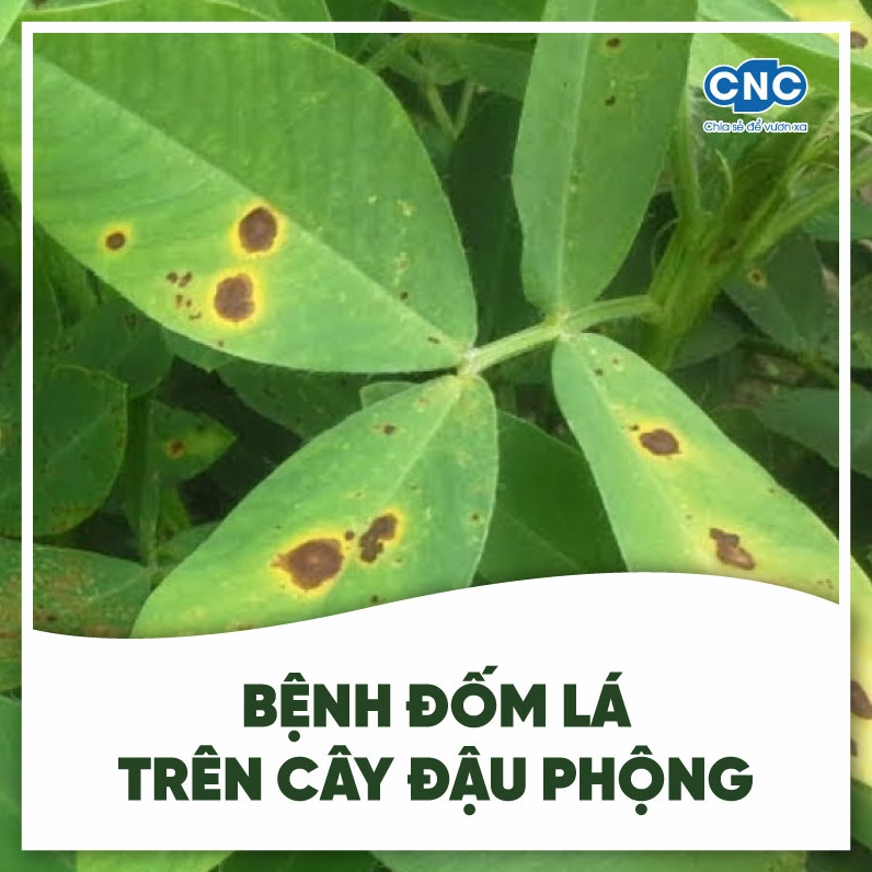 Hình ảnh bệnh đốm lá trên cây đậu phộng với các vết tổn thương khác biệt so với đốm màu tự nhiên
