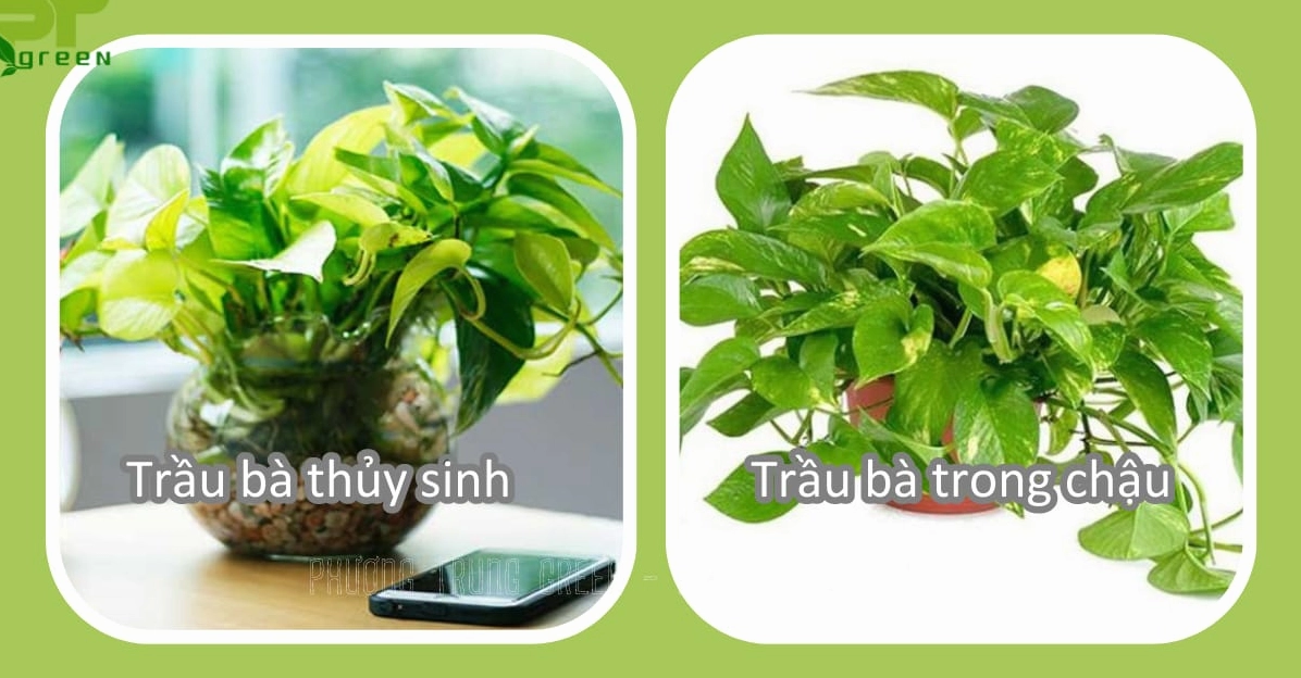 Hình ảnh cách trồng cây trầu bà trong chậu đất và dạng thủy sinh với hai phong cách khác nhau