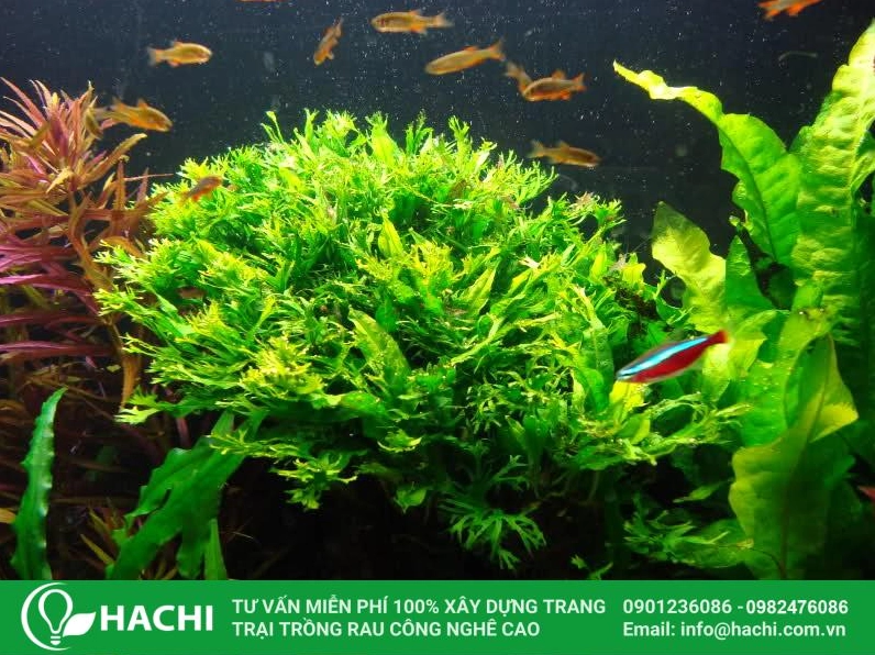 Hình ảnh cách trồng dương xỉ thủy canh với lá xanh thanh mảnh nổi bật trên nền sáng