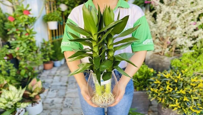 Hình ảnh cận cảnh những đặc điểm nổi bật của Cây Phát Tài Búp Sen với thân thẳng và lá ôm tròn