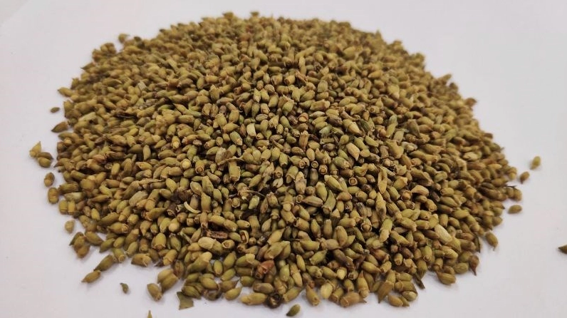 Hình ảnh cảnh báo Hoa hòe kém chất lượng có thể ảnh hưởng sức khỏe với bố cục nhấn mạnh sự chọn lọc