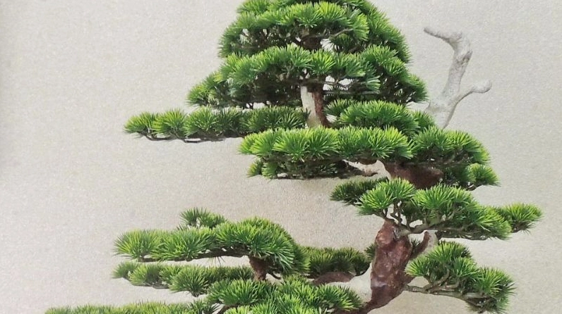 Hình ảnh cây bách tán gợi liên tưởng đến ý nghĩa phong thủy vững vàng và thanh cao